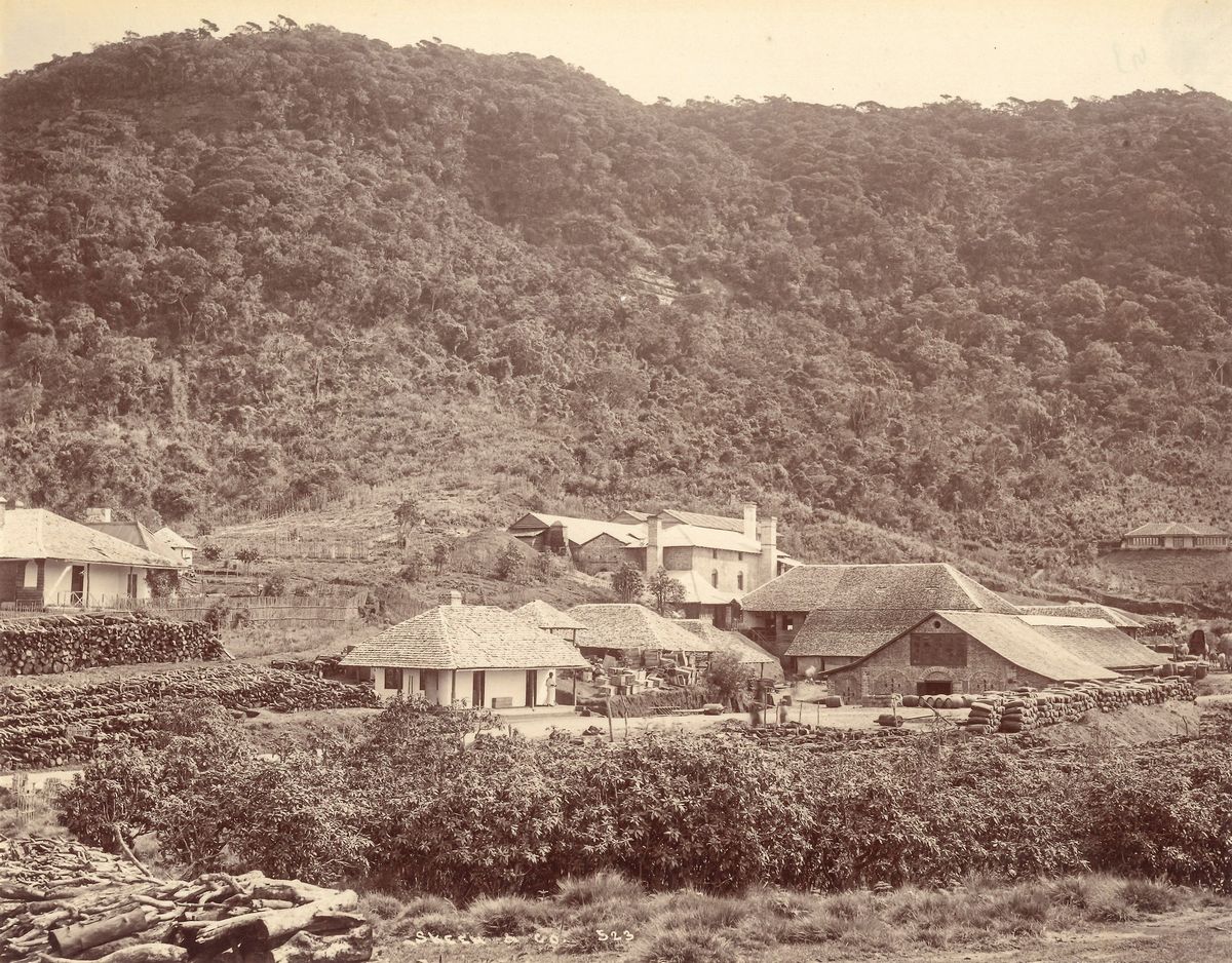 William Louis Henry Skeen & Co - Senza Titolo (ceylon)