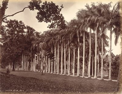 Senza Titolo (ceylon)