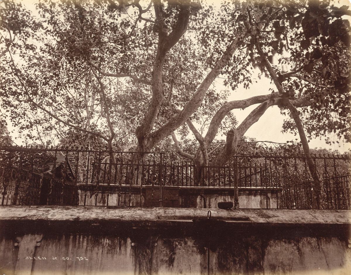 William Louis Henry Skeen & Co - Senza Titolo (ceylon)