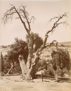 Chene d'Abraham à Hebron