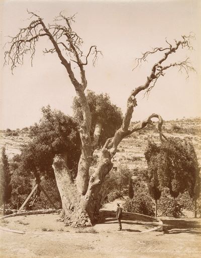 Chene D'abraham À Hebron