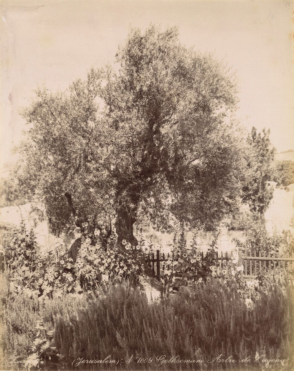 George & Constantine Zangaki - Jerusalem, Gethsemani Arbre De L'agonie ; Jerusalem, Grotte De Jer...