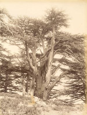 Cedre du Liban