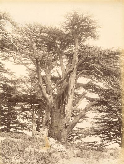 Cedre Du Liban