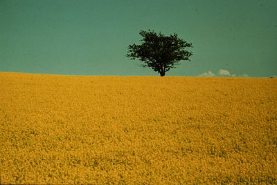 Senza titolo, Stampa cibachrome vintage