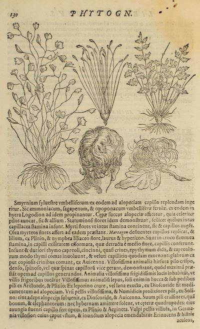 Phytognomonica