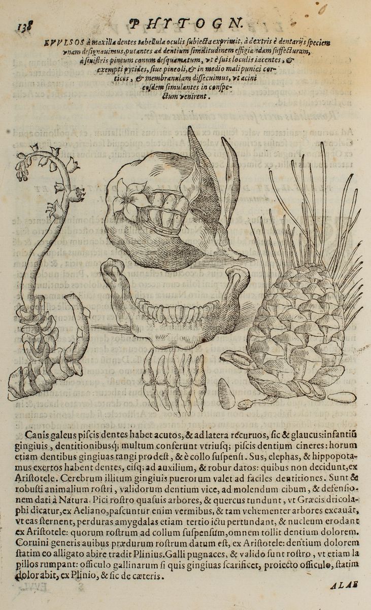 Giovanni Battista della Porta - Phytognomonica