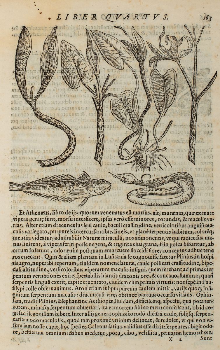 Giovanni Battista della Porta - Phytognomonica