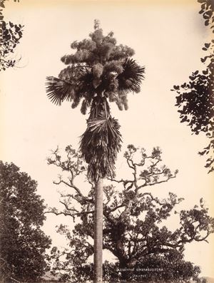 Corypha umbraculifera, Talipot