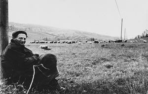 Untitled (Pasture)