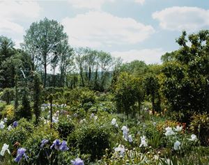 Giverny 5