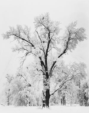 Oaktree, Snowstorm, Yosemite National Park, California