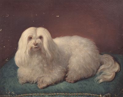 Cagnolino Maltese di Nome Blanca