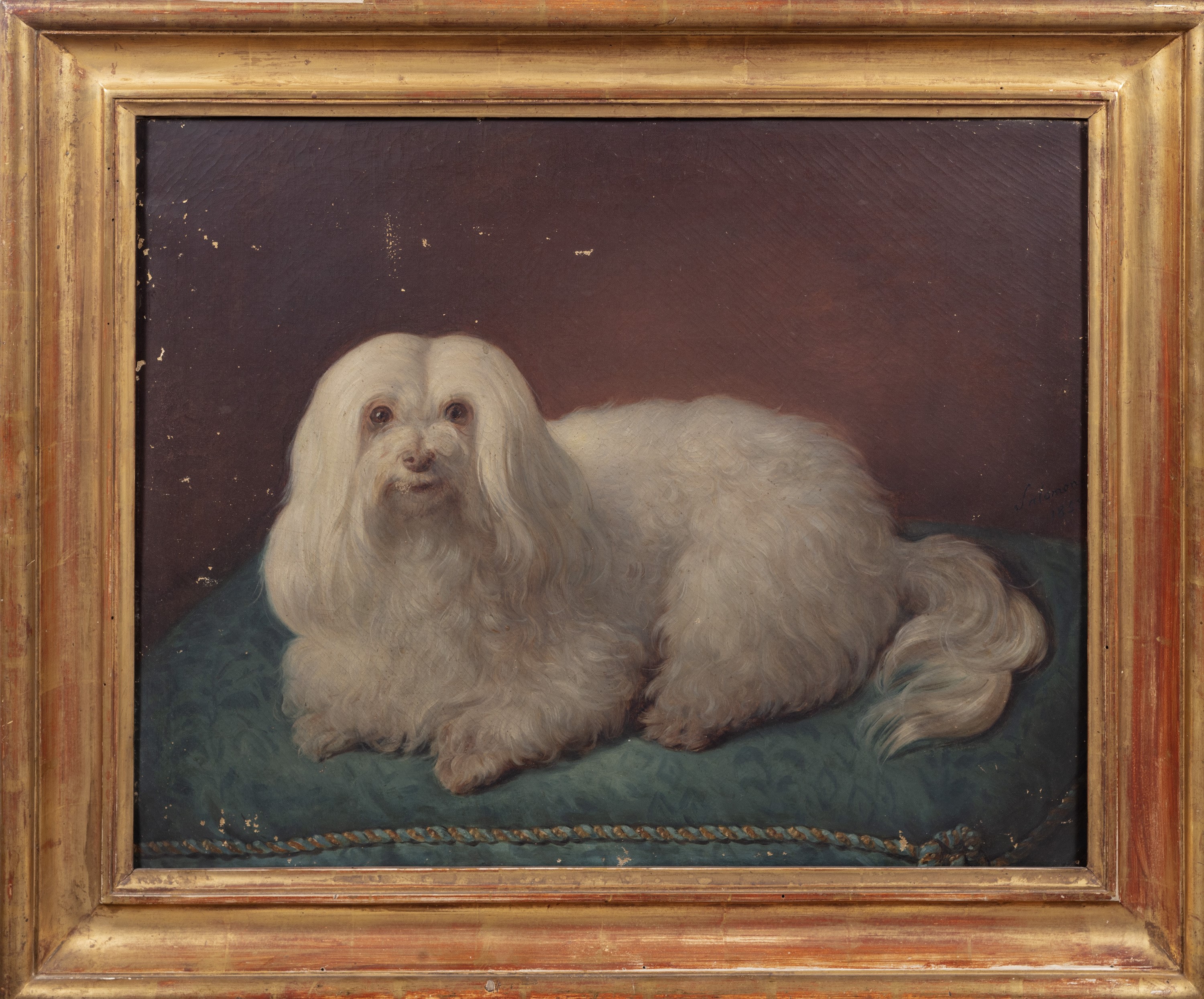 Scuola Italiana, Secolo XIX - Cagnolino Maltese di Nome Blanca