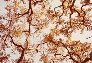 Along the 30th Parallel