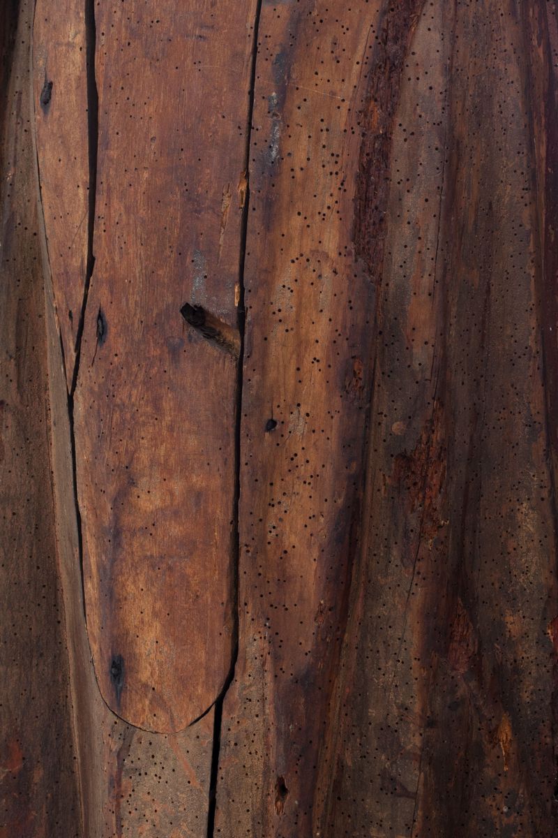 Scultura in Legno Policromo Raffigurante Santo, Italia Settentrionale Secolo XIV
