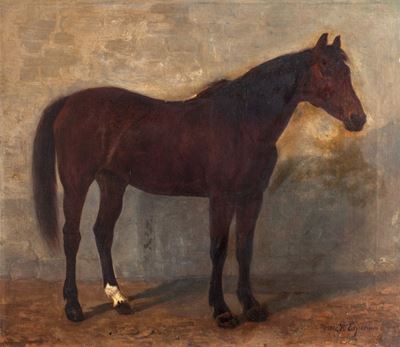 Cavallo Baio