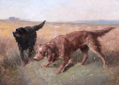 Cani da Ferma