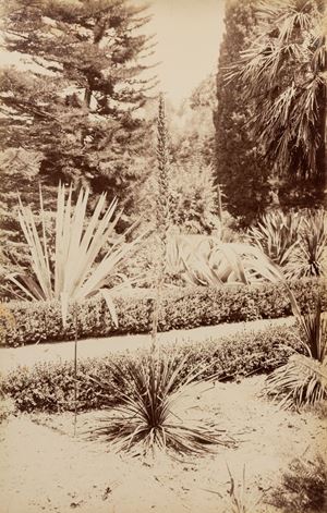 Incorpora Giuseppe - Senza titolo (Palermo, orto botanico)