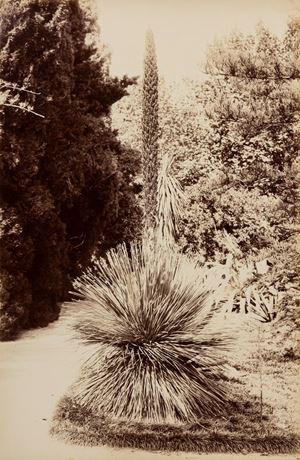 Incorpora Giuseppe - Senza titolo (Palermo, orto botanico)