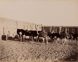 Parc aux autruches de matareyeh ; Chadoufs pres des pyramides