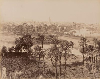 Chameliers En Marche Dance le Désert ; Vue Générale Assiut