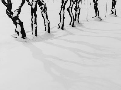 Ombre sulla Neve
