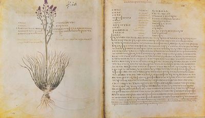 Dioscurides - Codex Vindobonensis Medicus Graecus 1