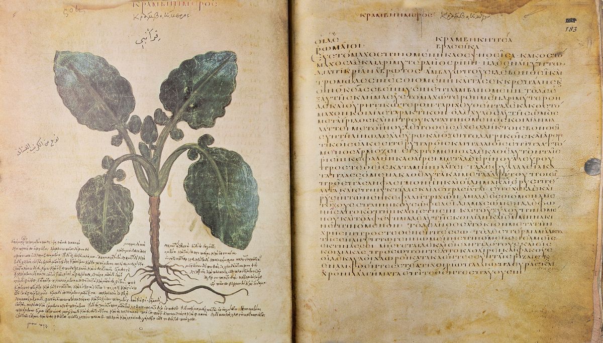 Dioscurides - Codex Vindobonensis Medicus Graecus 1