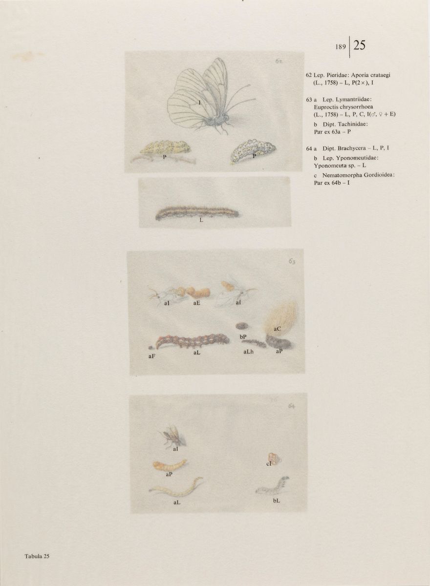Maria Sibylla Merian - Schmetterlinge Kafer Und Andere Insekten