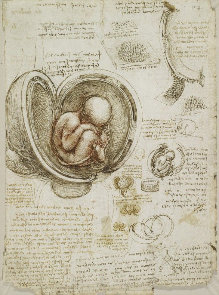 Leonardo da Vinci - Corpus degli Studi Anatomici nella Collezione di Sua Maestà la Regina Elisabe...