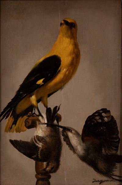 Il Rigogolo