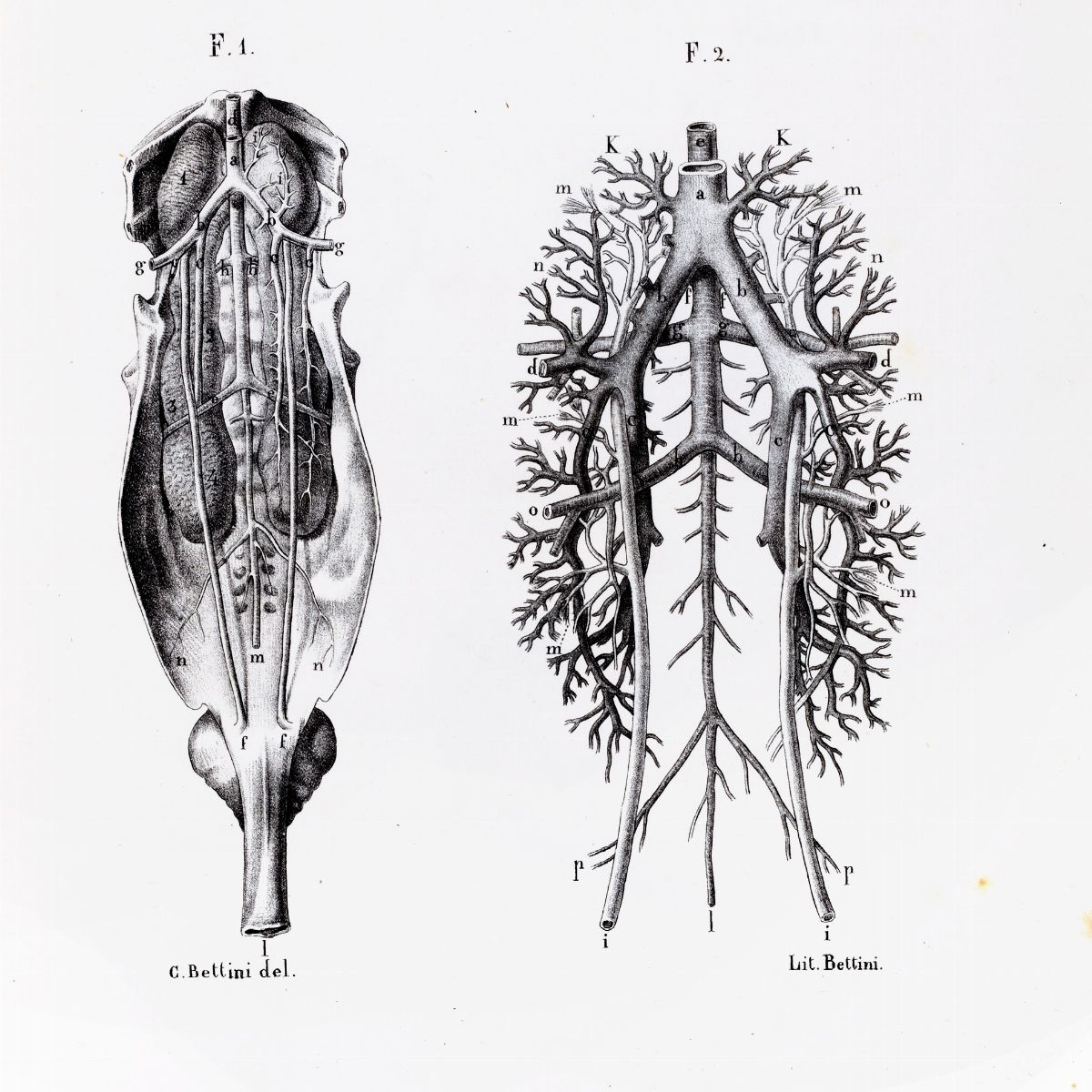 Luigi Galvani - Opere edite ed inedite raccolte e pubblicate dall'Accademia delle Scienze dell'Is...