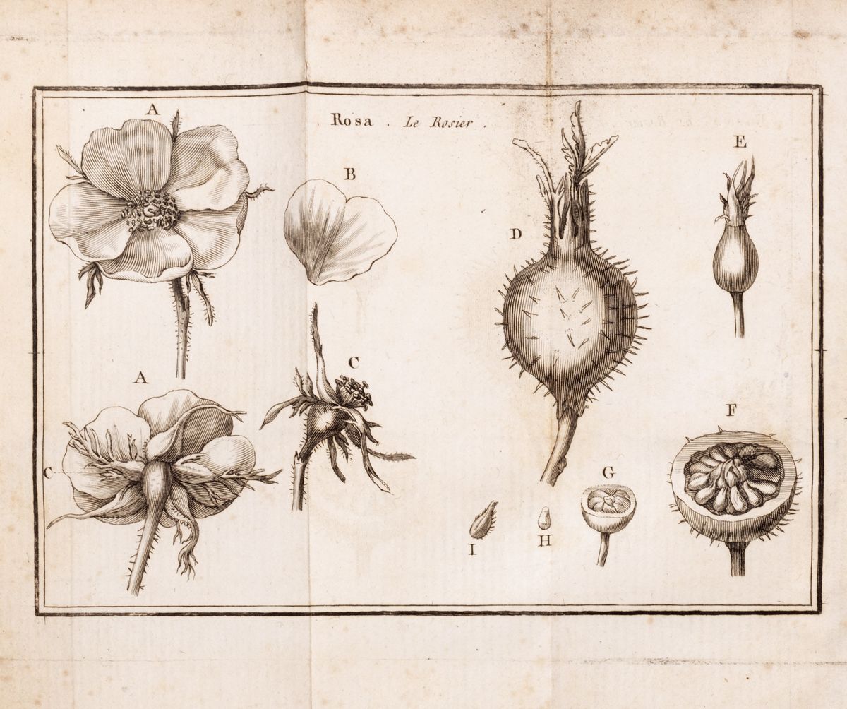 Jean Louis Marie Guillemeau - Histoire naturelle de la rose, 1800