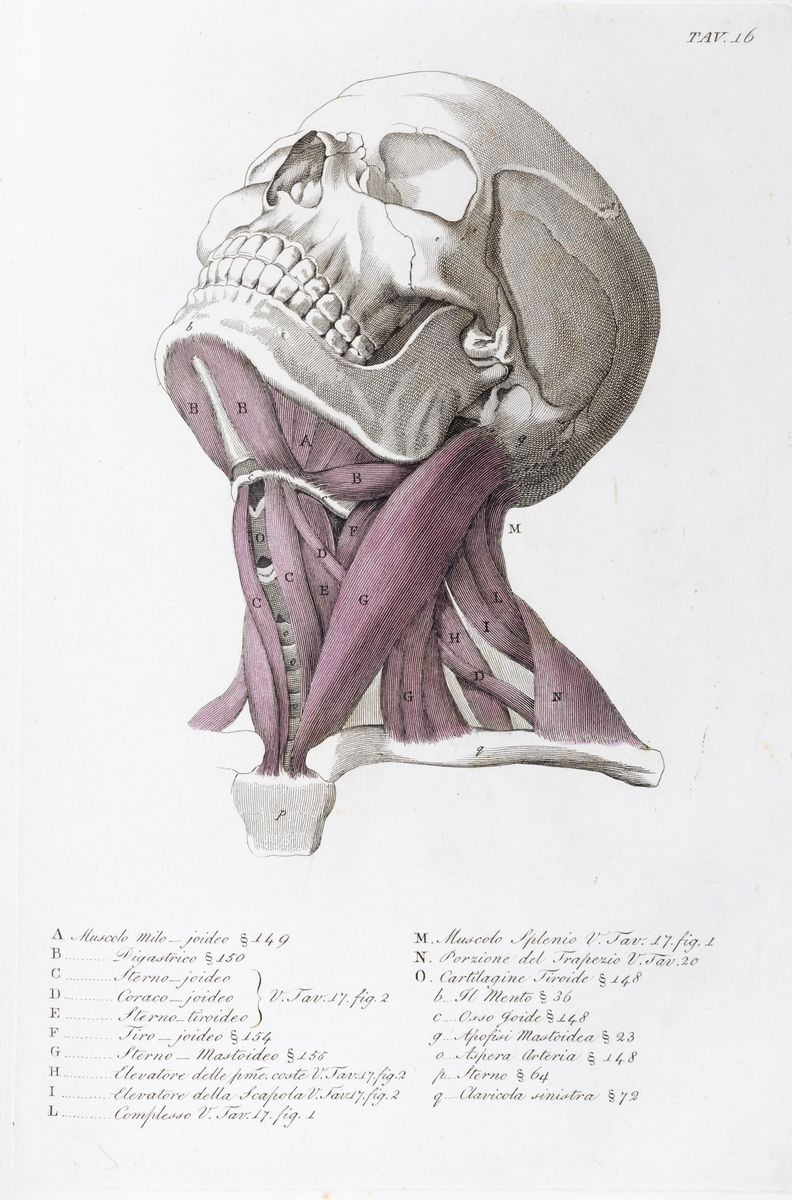 Giuseppe del Medico - Anatomia per uso dei pittori e scultori