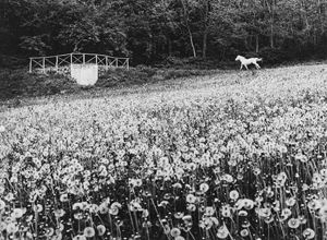 Lasalandra Mario - Cavallo bianco
