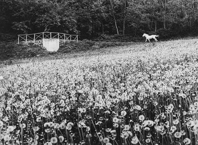 Cavallo bianco - Stampa vintage alla gelatina ai sali d'argento