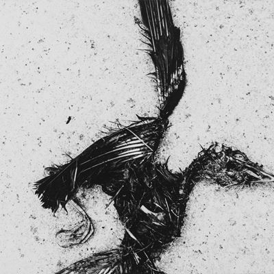 Dead Bird in Flight