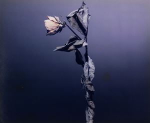 Rosae