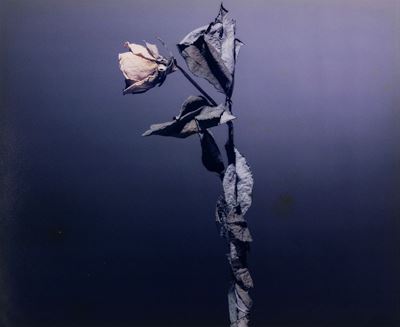 Rosae
