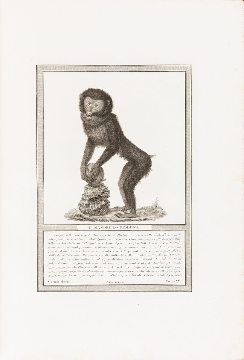 Jacob, Nicolas Henri - Hugues, Pietro - Jacob, Storia naturale delle scimie e dei maki, 1817