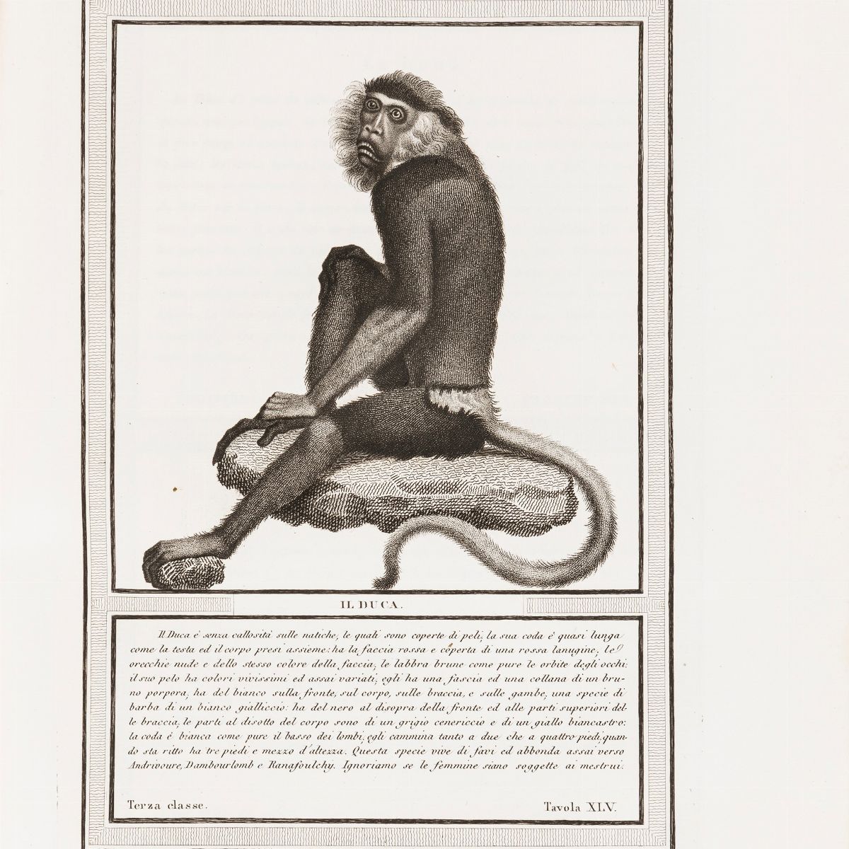 Jacob, Nicolas Henri - Hugues, Pietro - Jacob, Storia naturale delle scimie disegnate dal sig.r N...