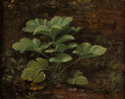 Piante spontanee, olio su tela