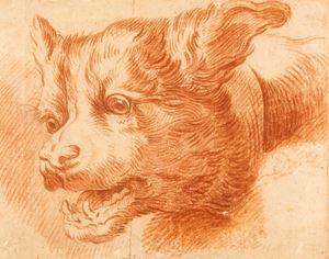 Scuola italiana, secolo XVIII - Study for a dog's Head