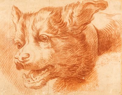 Studio per Testa di Cane