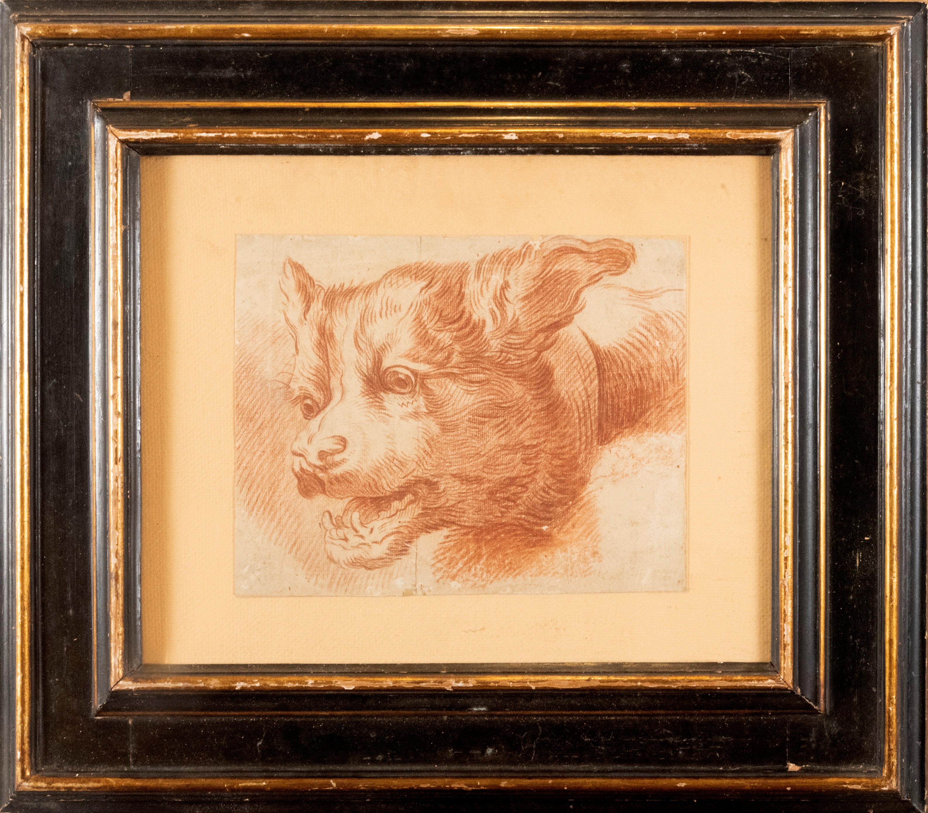 Scuola Italiana, Secolo XVIII - Studio per Testa di Cane