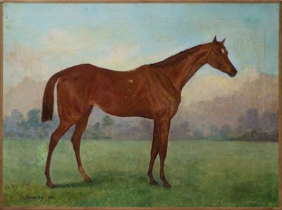 Cavallo Baio