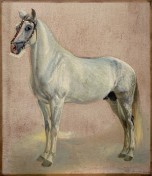 Studio di cavallo bianco