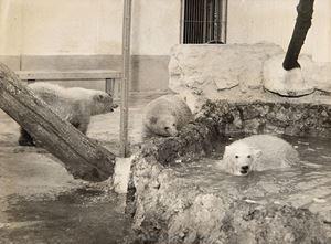 Untitled (Bears at the zoo)