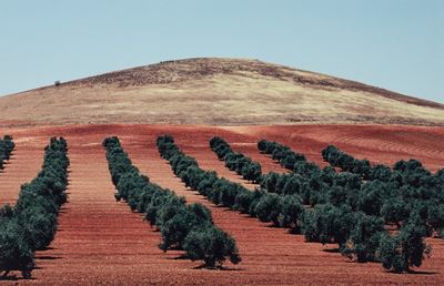 Paesaggio, C-print 2008